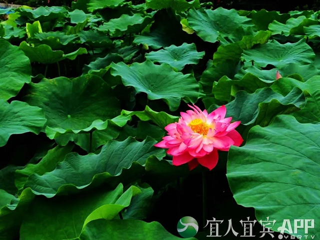太美了！宜賓永興荷花開(kāi)啦！約起！(圖6)