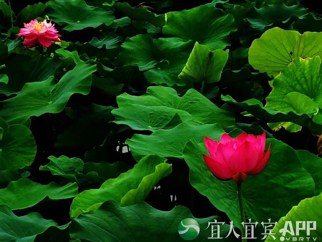 太美了！宜賓永興荷花開(kāi)啦！約起！(圖11)
