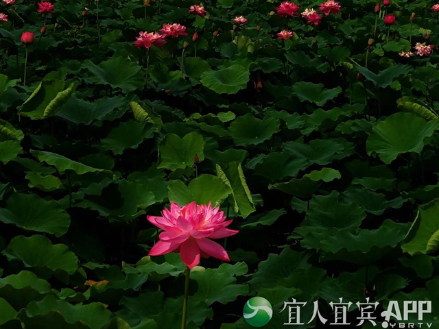 太美了！宜賓永興荷花開(kāi)啦！約起！(圖4)