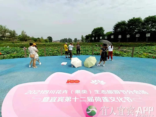 太美了！宜賓永興荷花開(kāi)啦！約起！(圖3)