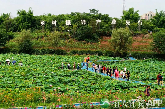 太美了！宜賓永興荷花開(kāi)啦！約起！(圖5)