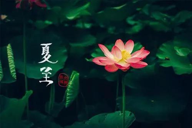 【夏至】今天開始，多吃“苦味”食物！(圖7)