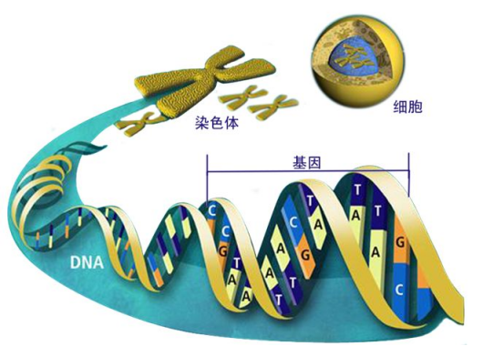 基因檢測(cè)——破解您身體健康的神秘密碼，防癌“金鑰匙”！(圖2)