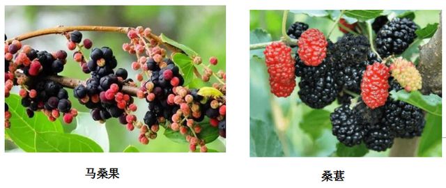 曼陀羅、滴水觀音、化兒草……四川夏季常見有毒植物食物中毒預(yù)防(圖1)