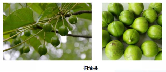 曼陀羅、滴水觀音、化兒草……四川夏季常見有毒植物食物中毒預(yù)防(圖2)
