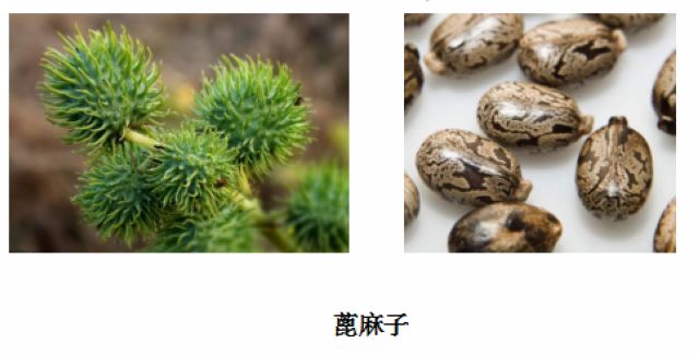 曼陀羅、滴水觀音、化兒草……四川夏季常見有毒植物食物中毒預(yù)防(圖4)