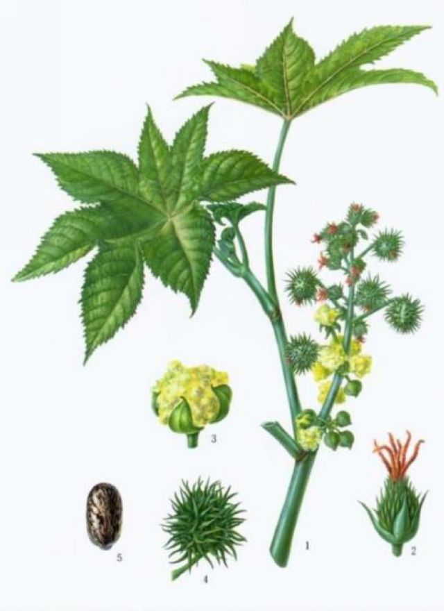 曼陀羅、滴水觀音、化兒草……四川夏季常見有毒植物食物中毒預(yù)防(圖3)