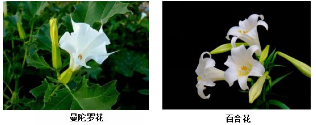 曼陀羅、滴水觀音、化兒草……四川夏季常見有毒植物食物中毒預(yù)防(圖6)