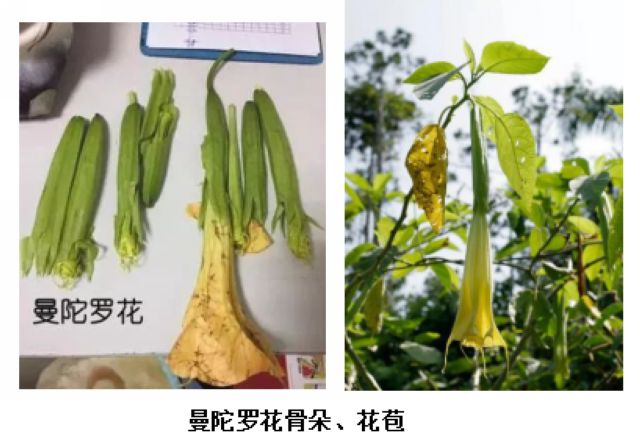 曼陀羅、滴水觀音、化兒草……四川夏季常見有毒植物食物中毒預(yù)防(圖7)