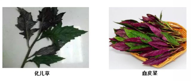 曼陀羅、滴水觀音、化兒草……四川夏季常見有毒植物食物中毒預(yù)防(圖9)