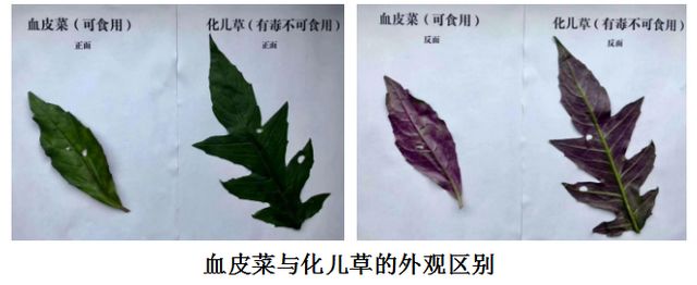曼陀羅、滴水觀音、化兒草……四川夏季常見有毒植物食物中毒預(yù)防(圖10)