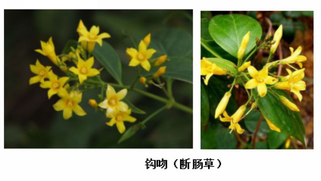 曼陀羅、滴水觀音、化兒草……四川夏季常見有毒植物食物中毒預(yù)防(圖11)