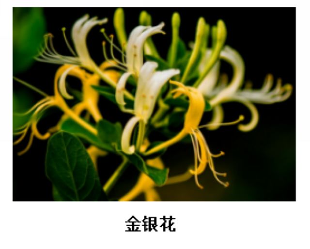 曼陀羅、滴水觀音、化兒草……四川夏季常見有毒植物食物中毒預(yù)防(圖12)