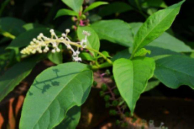 曼陀羅、滴水觀音、化兒草……四川夏季常見有毒植物食物中毒預(yù)防(圖16)