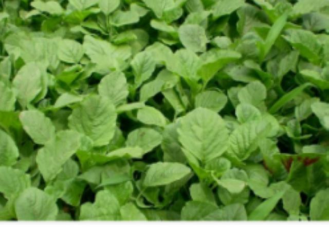 曼陀羅、滴水觀音、化兒草……四川夏季常見有毒植物食物中毒預(yù)防(圖17)