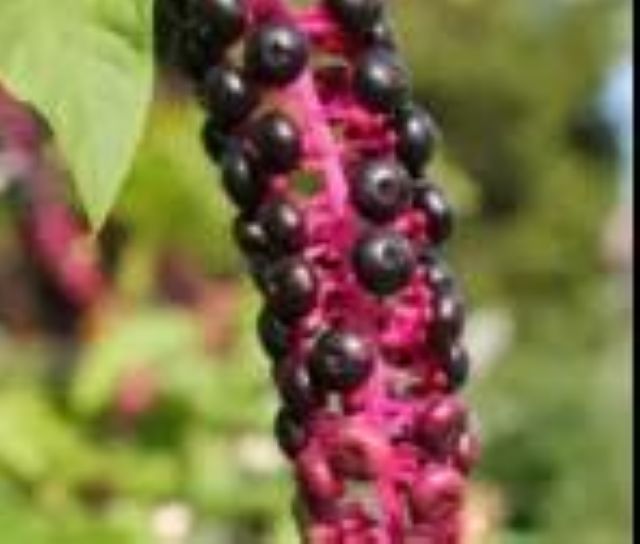 曼陀羅、滴水觀音、化兒草……四川夏季常見有毒植物食物中毒預(yù)防(圖19)
