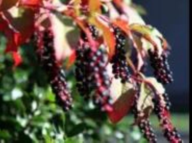 曼陀羅、滴水觀音、化兒草……四川夏季常見有毒植物食物中毒預(yù)防(圖18)