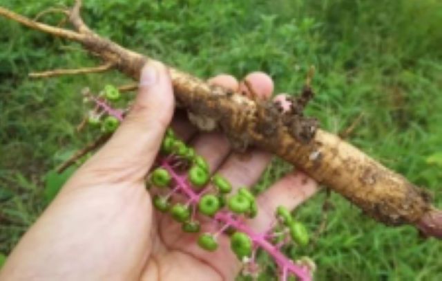 曼陀羅、滴水觀音、化兒草……四川夏季常見有毒植物食物中毒預(yù)防(圖14)