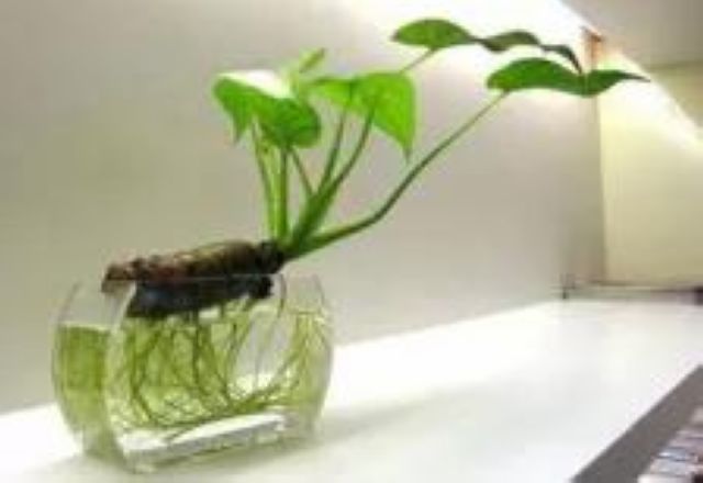 曼陀羅、滴水觀音、化兒草……四川夏季常見有毒植物食物中毒預(yù)防(圖22)