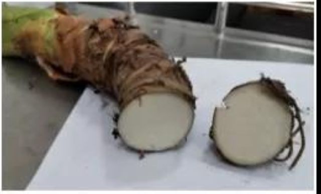 曼陀羅、滴水觀音、化兒草……四川夏季常見有毒植物食物中毒預(yù)防(圖24)