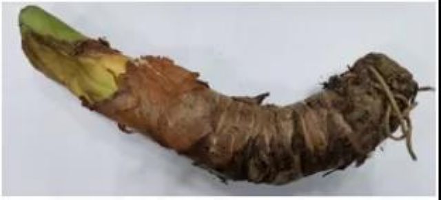 曼陀羅、滴水觀音、化兒草……四川夏季常見有毒植物食物中毒預(yù)防(圖23)