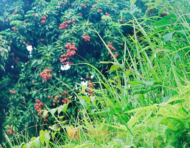 看花眼！這個(gè)荔枝公園好巴適，大紅袍、帶綠掛滿枝頭……(圖3)