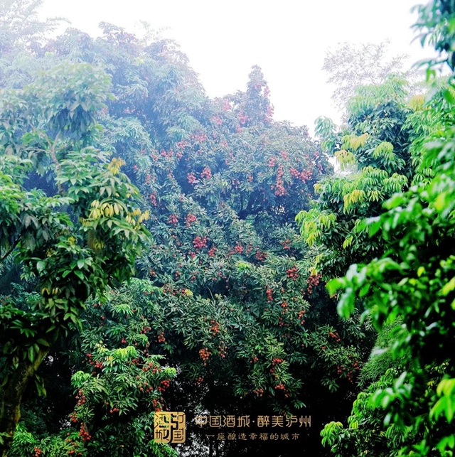 看花眼！這個(gè)荔枝公園好巴適，大紅袍、帶綠掛滿枝頭……(圖1)