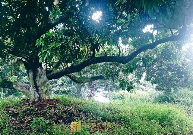 看花眼！這個(gè)荔枝公園好巴適，大紅袍、帶綠掛滿枝頭……(圖4)