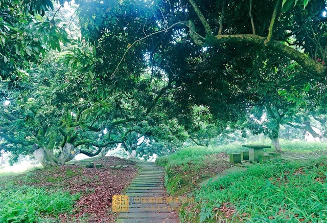 看花眼！這個(gè)荔枝公園好巴適，大紅袍、帶綠掛滿枝頭……(圖5)