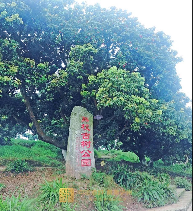 看花眼！這個(gè)荔枝公園好巴適，大紅袍、帶綠掛滿枝頭……(圖7)
