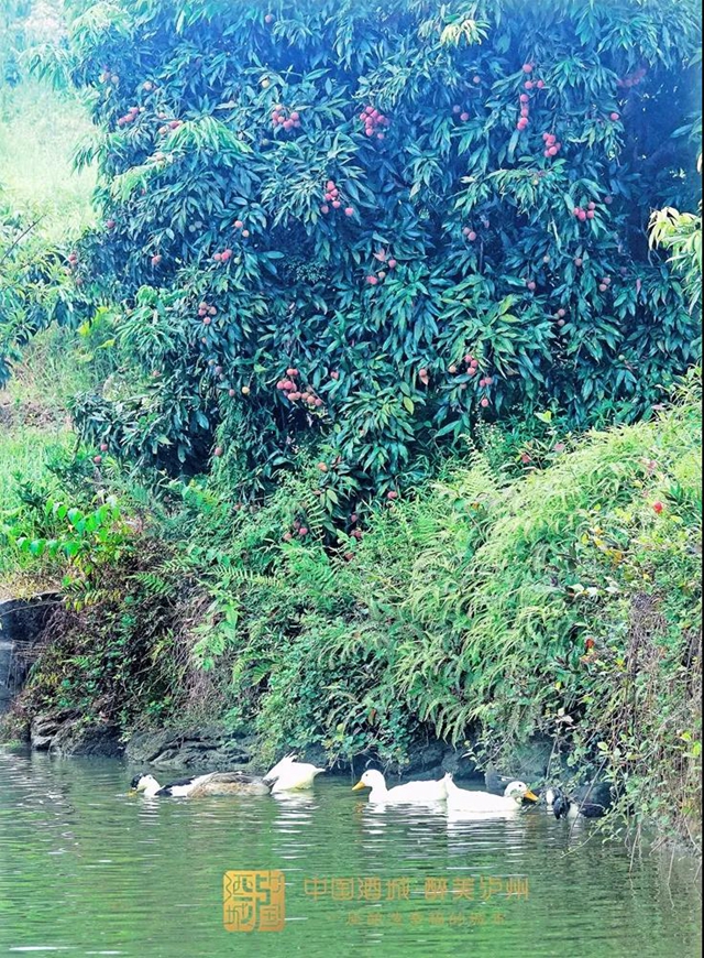 看花眼！這個(gè)荔枝公園好巴適，大紅袍、帶綠掛滿枝頭……(圖8)