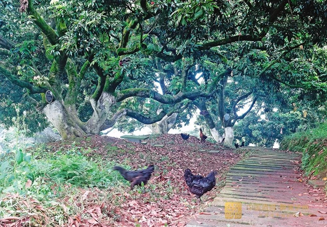 看花眼！這個(gè)荔枝公園好巴適，大紅袍、帶綠掛滿枝頭……(圖9)
