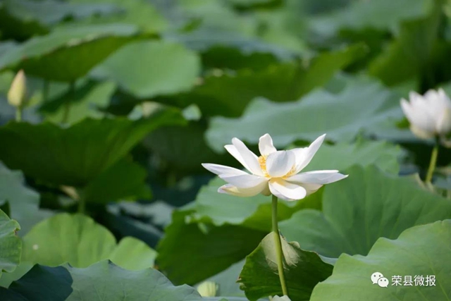 約起！600畝荷花在自貢榮縣這個地方綻放(圖2)