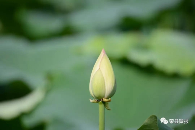 約起！600畝荷花在自貢榮縣這個地方綻放(圖3)