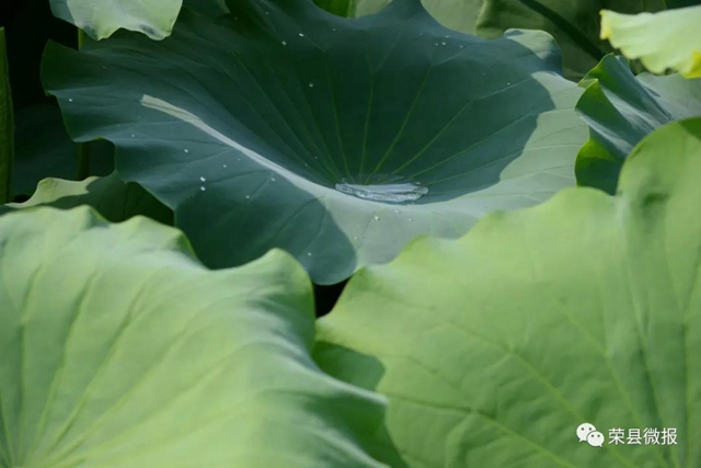 約起！600畝荷花在自貢榮縣這個地方綻放(圖6)
