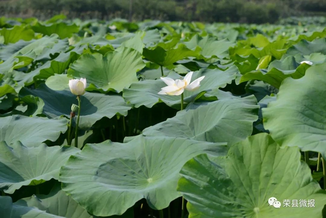 約起！600畝荷花在自貢榮縣這個地方綻放(圖7)