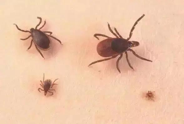 不是所有蟲子都能用手拍！當心被灼傷(圖2)