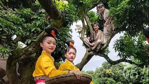 【擴(kuò)散】合江荔枝來(lái)了！300架無(wú)人機(jī)炫酷助陣(圖7)
