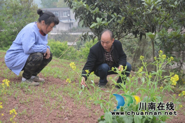 龍馬潭區(qū)胡市鎮(zhèn)“特聘村主任”劉守平：鄉(xiāng)村振興領(lǐng)頭羊，基層治理顯擔(dān)當(dāng)