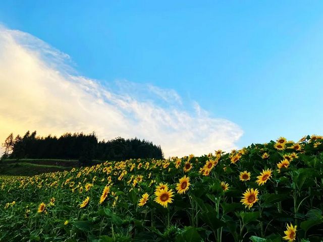 避暑納涼去哪里？敘永這些“避暑勝地”給你一個(gè)清涼之夏！(圖1)