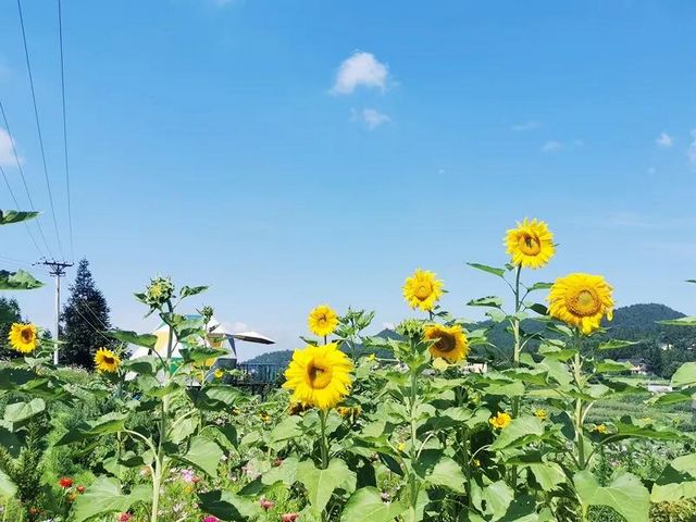 避暑納涼去哪里？敘永這些“避暑勝地”給你一個(gè)清涼之夏！(圖10)