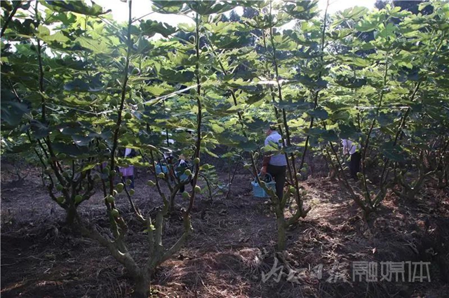 都熟啦！內(nèi)江這里，有一大片無(wú)花果林(圖3)