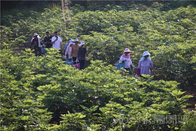 都熟啦！內(nèi)江這里，有一大片無(wú)花果林(圖4)