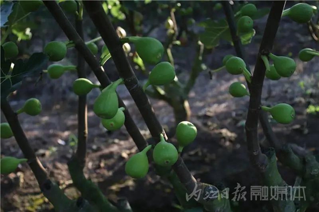 都熟啦！內(nèi)江這里，有一大片無(wú)花果林(圖6)