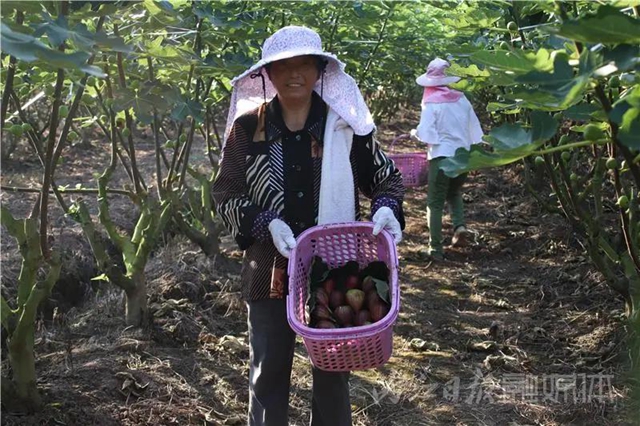 都熟啦！內(nèi)江這里，有一大片無(wú)花果林(圖7)