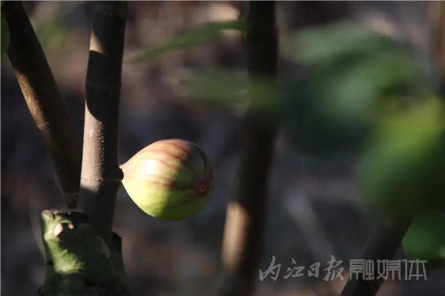 都熟啦！內(nèi)江這里，有一大片無(wú)花果林(圖9)