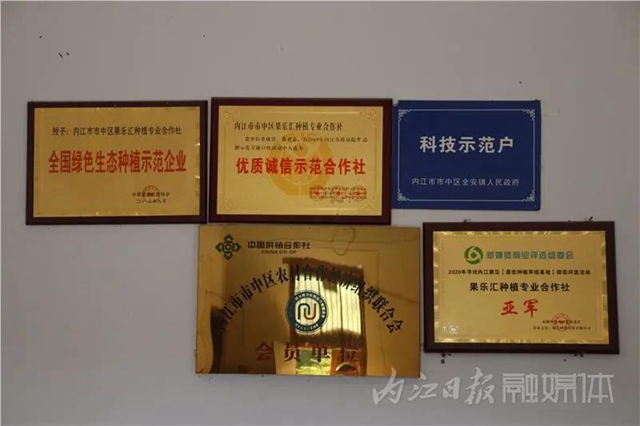 都熟啦！內(nèi)江這里，有一大片無(wú)花果林(圖10)