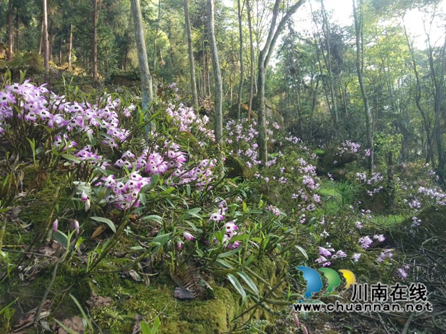 合江縣先灘鎮(zhèn)梨樹塆村鄉(xiāng)賢人士李相金：一個(gè)讓山區(qū)石頭長出“金條”的“領(lǐng)頭雁”(圖2)