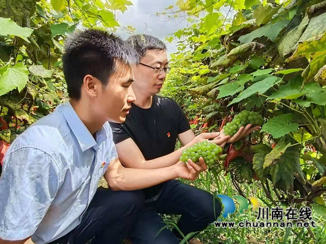 古藺：君問葡萄哪里甜，山水白泥來挑選(圖3)