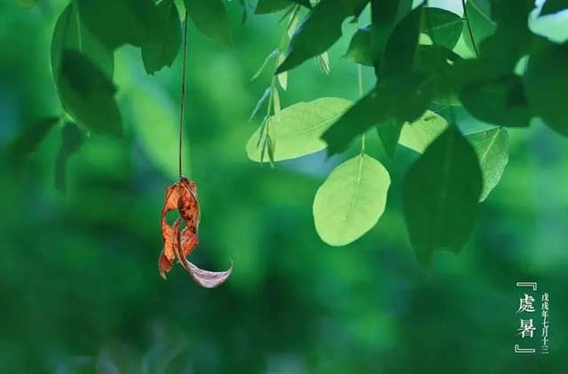 【處暑】明天起，養(yǎng)生注意這三點(diǎn)！(圖4)